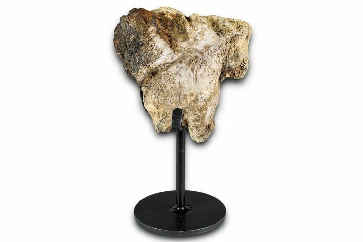 Fossil Triceratops Scapula Section w/ Metal Stand - South Dakota #354356